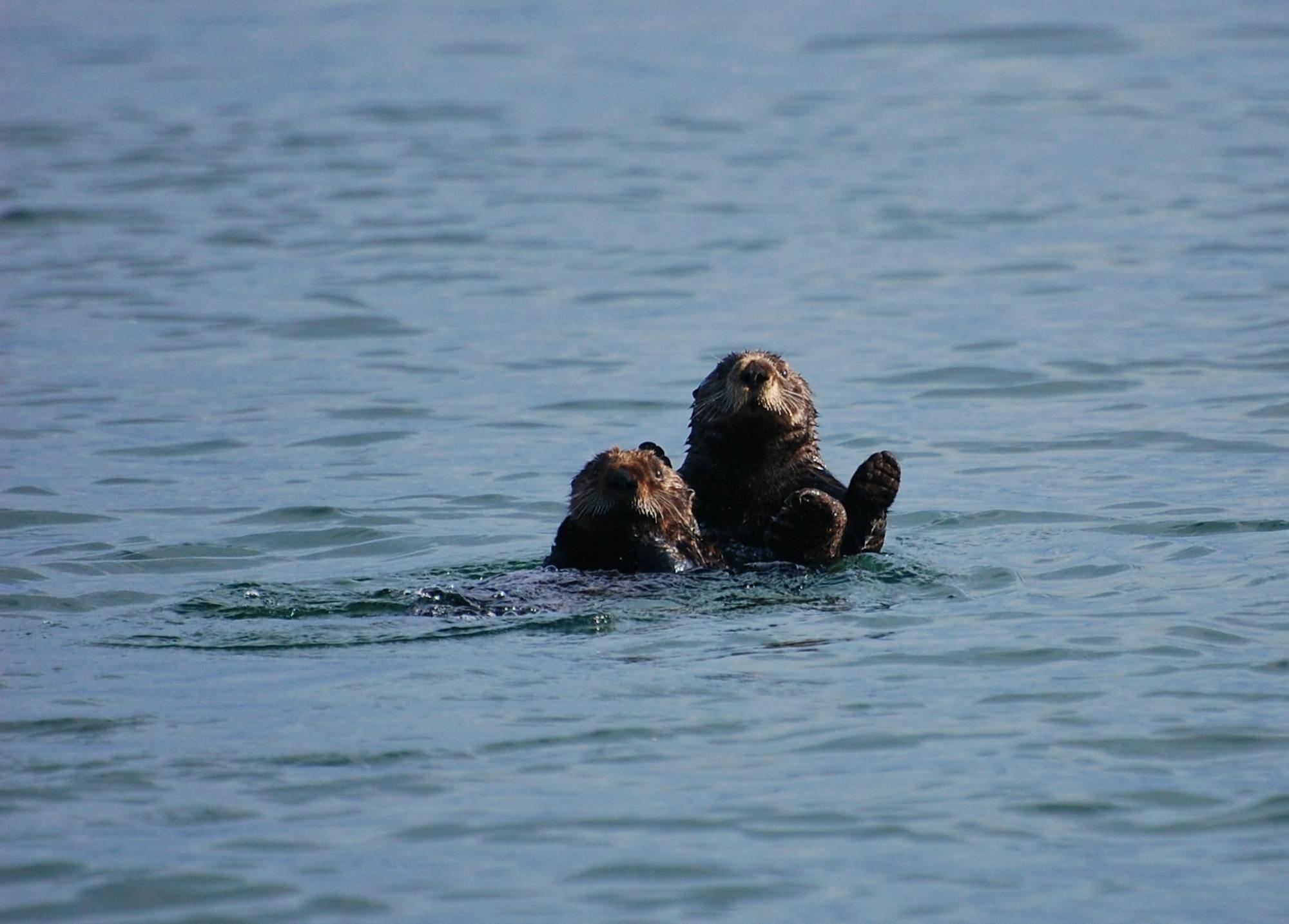 Sea otters in Izembek Lagoon Izembek NWR 