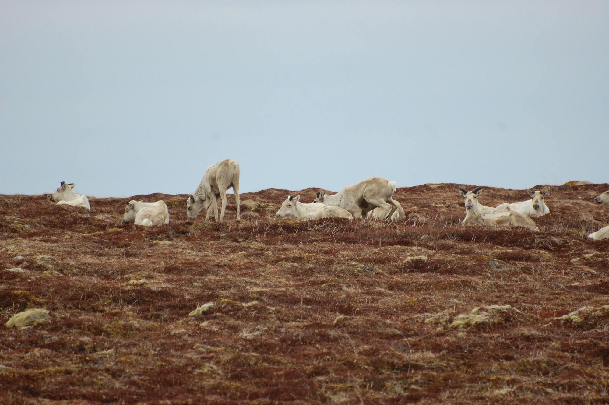 Caribou Izembek National Wildlife Refuge