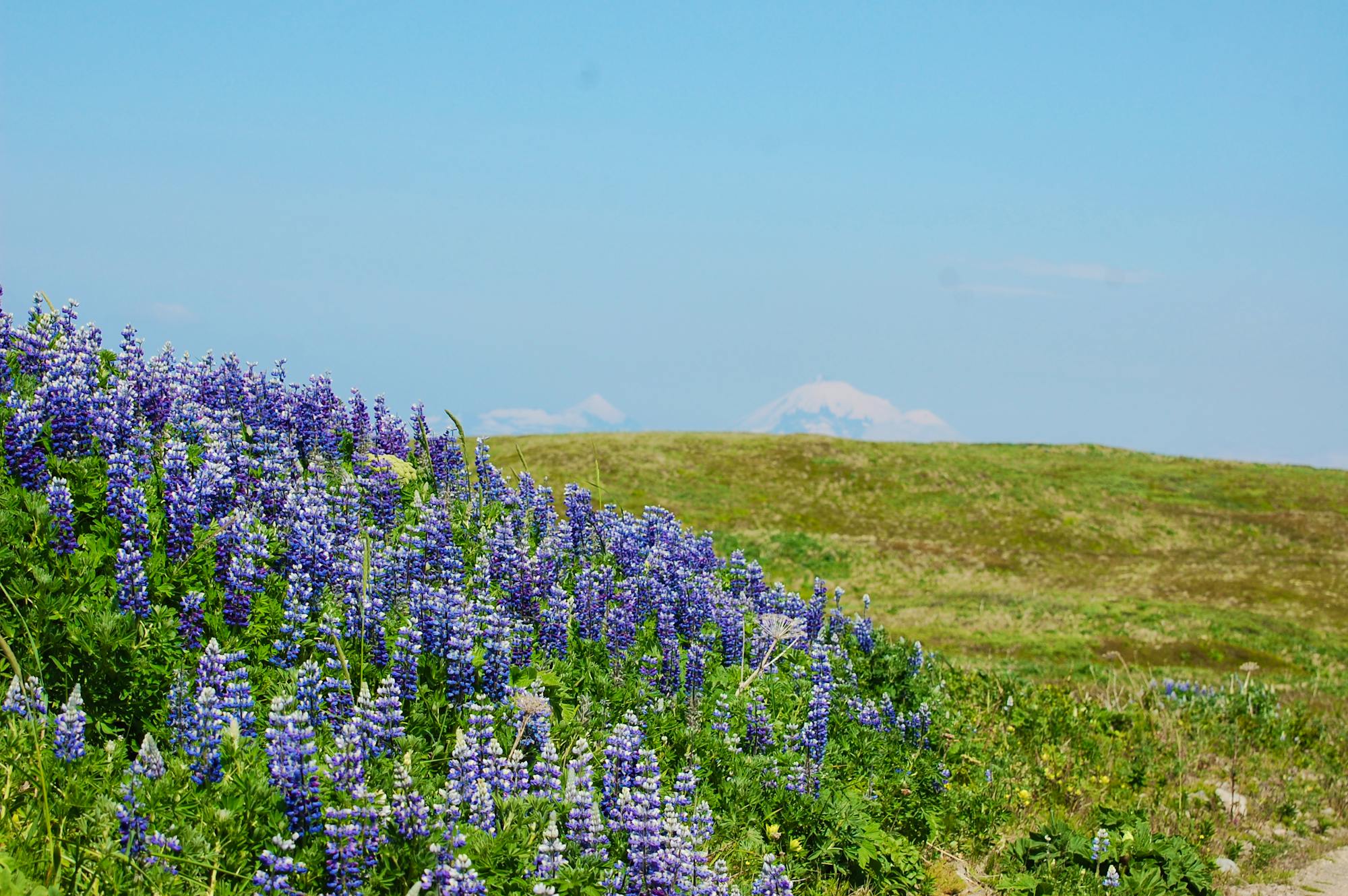 Lupines Izembek National Wildlife  Refuge