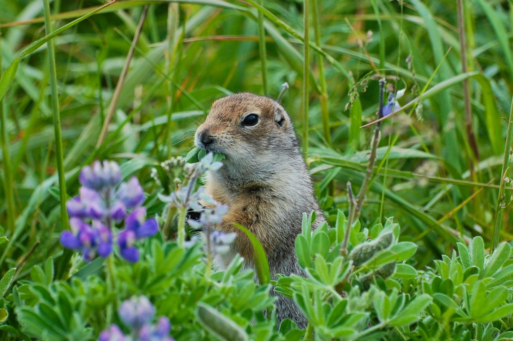 Arctic Ground Squirrel feeding on lupine seeds 