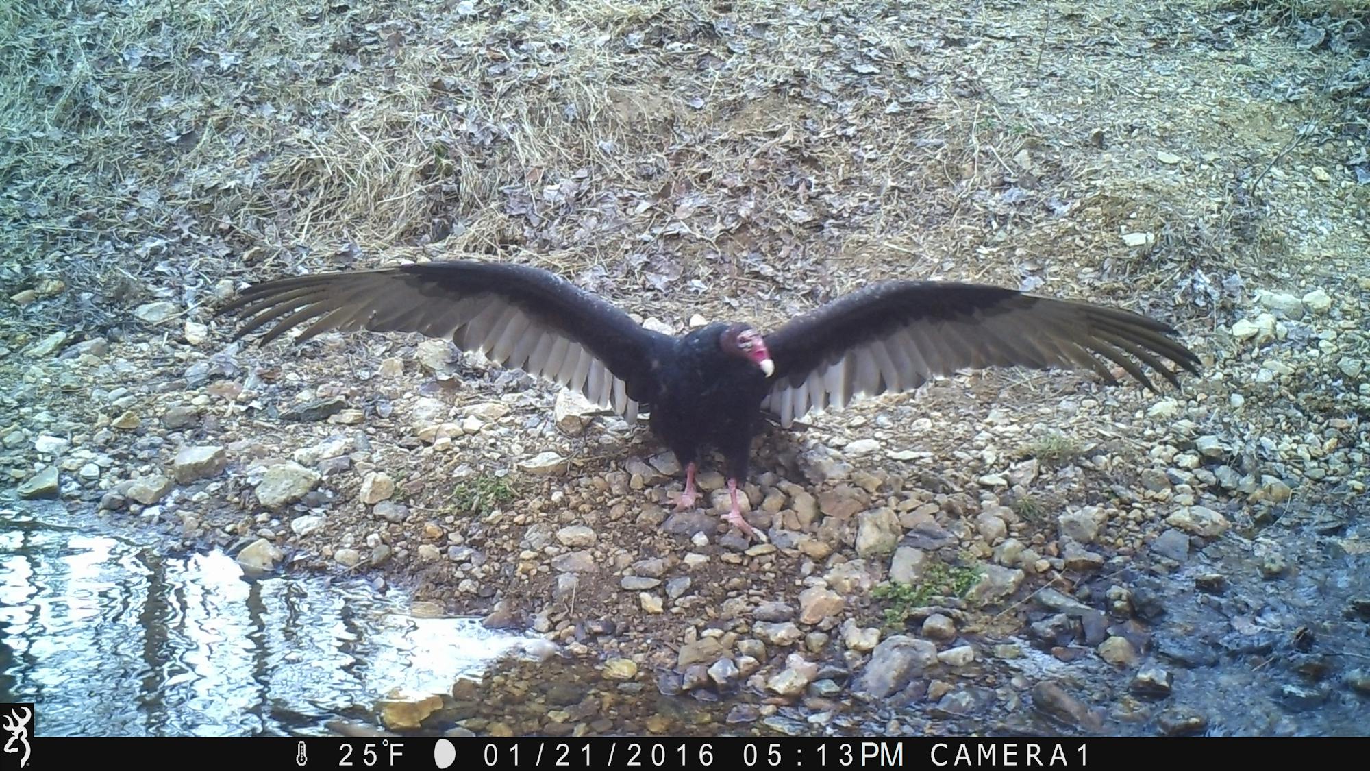 Turkey vulture captured on trail camera