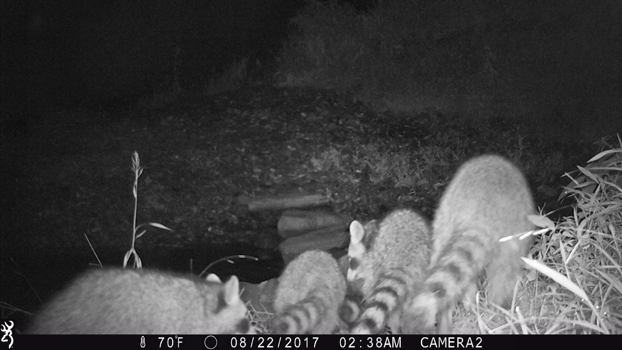 Raccoon family captured on trail camera