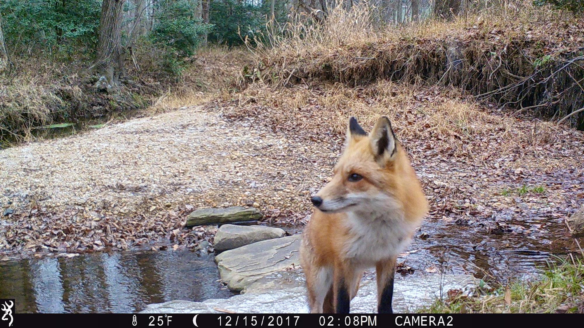 Red fox captured on trail camera