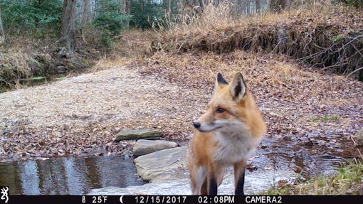 Red fox captured on trail camera