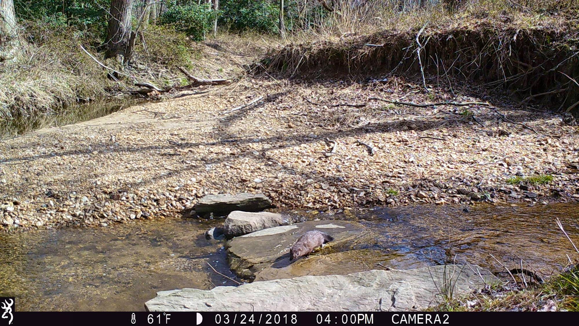 Mink captured on trail camera