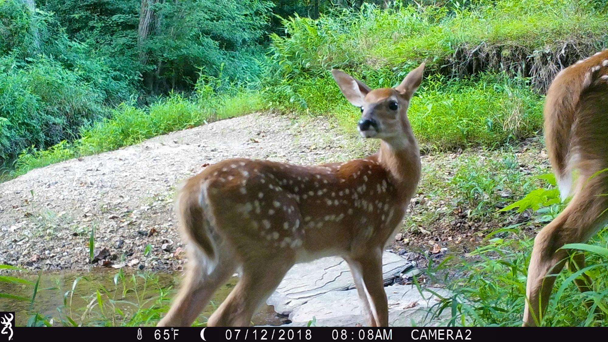 White-tailed deer fawns captured on trail camera