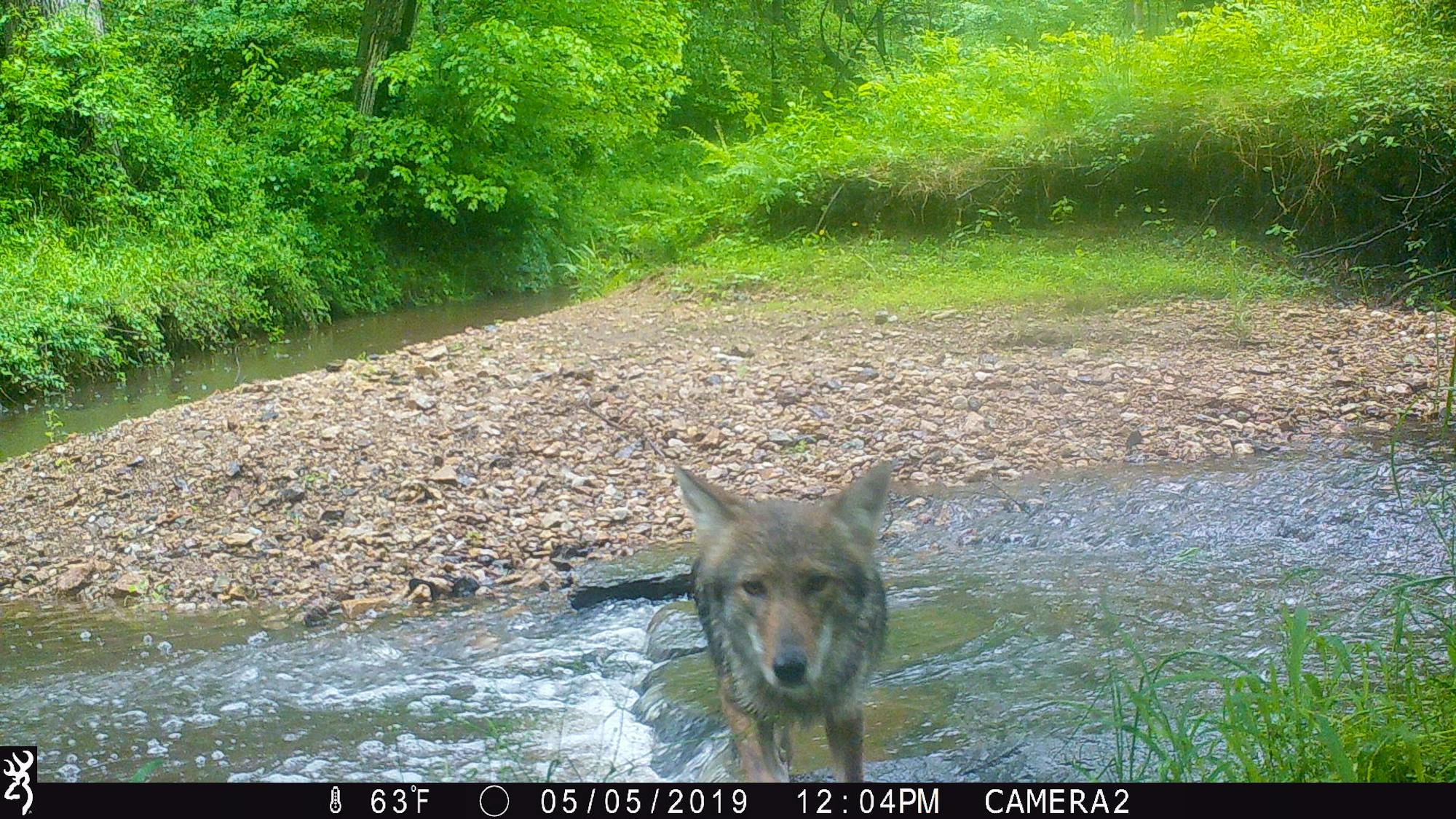 Coyote captured on trail camera