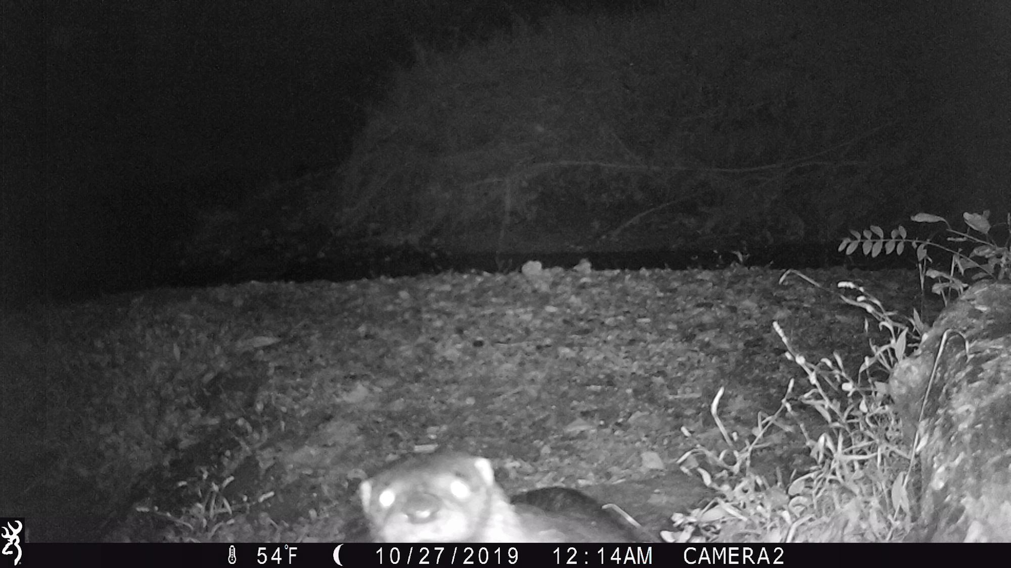 Otter captured on trail camera