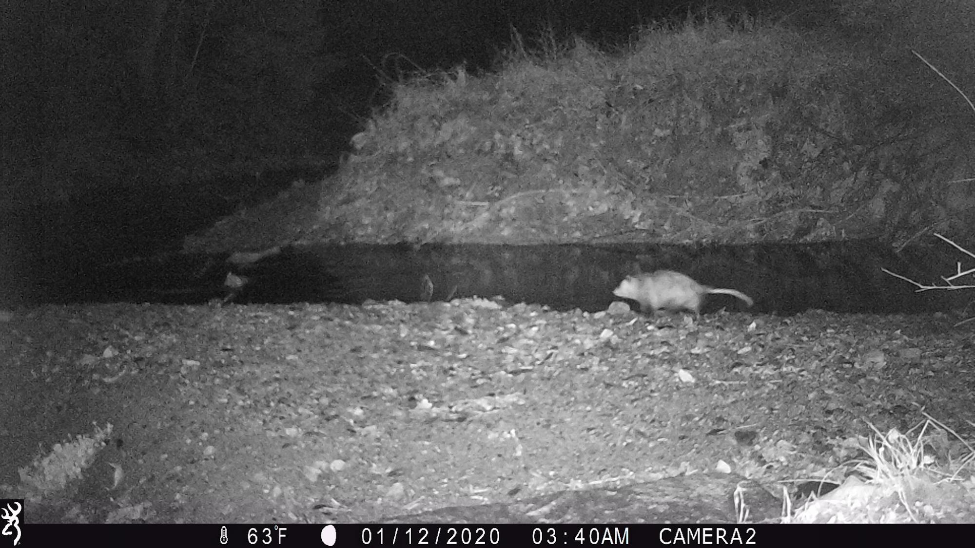 Opossum captured on trail camera