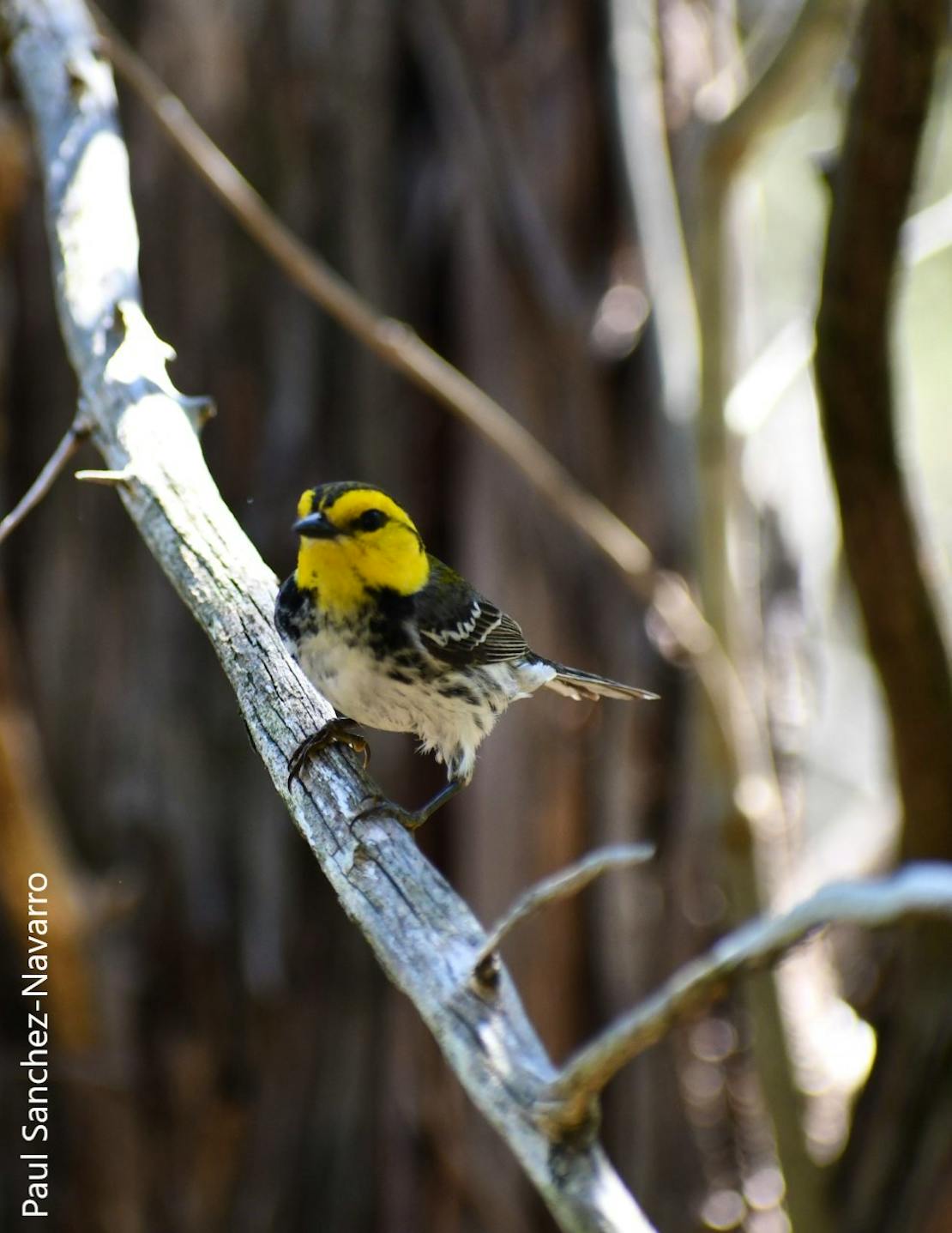 Golden-cheeked warbler survey in Texas