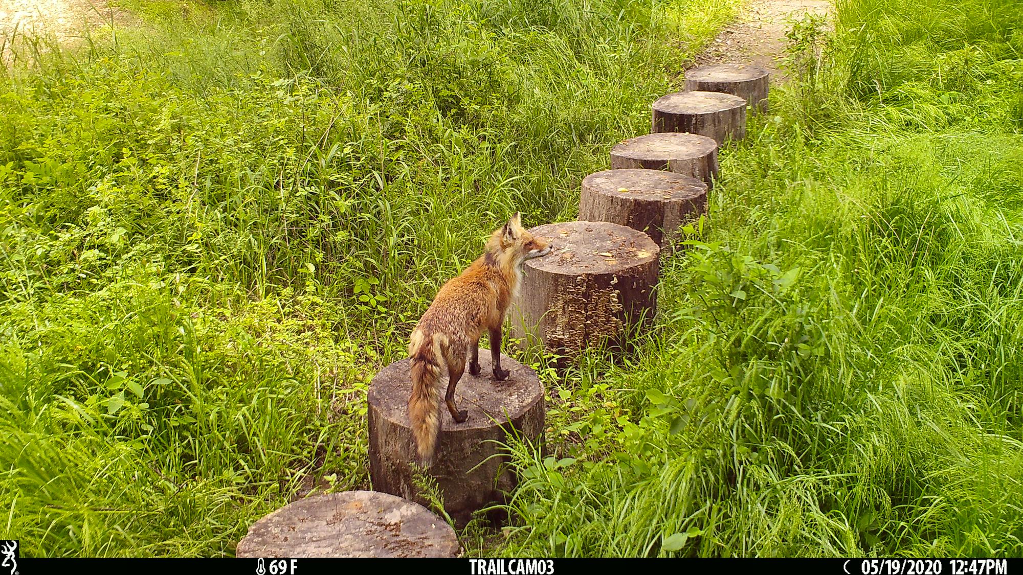 Red fox captured on trail camera