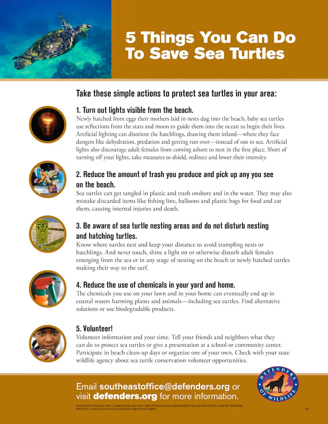 Turtle Patrol Appreciation Helping Sea Turtles Survive | Defenders Of