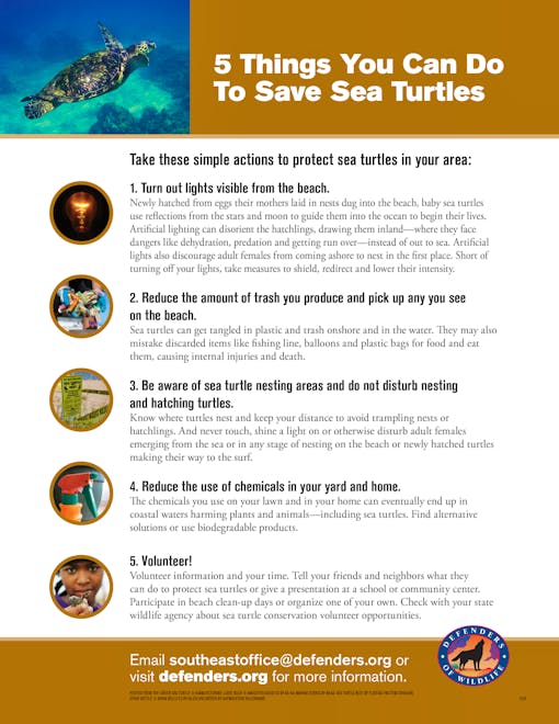 Five 5 things you can do to save sea turtles