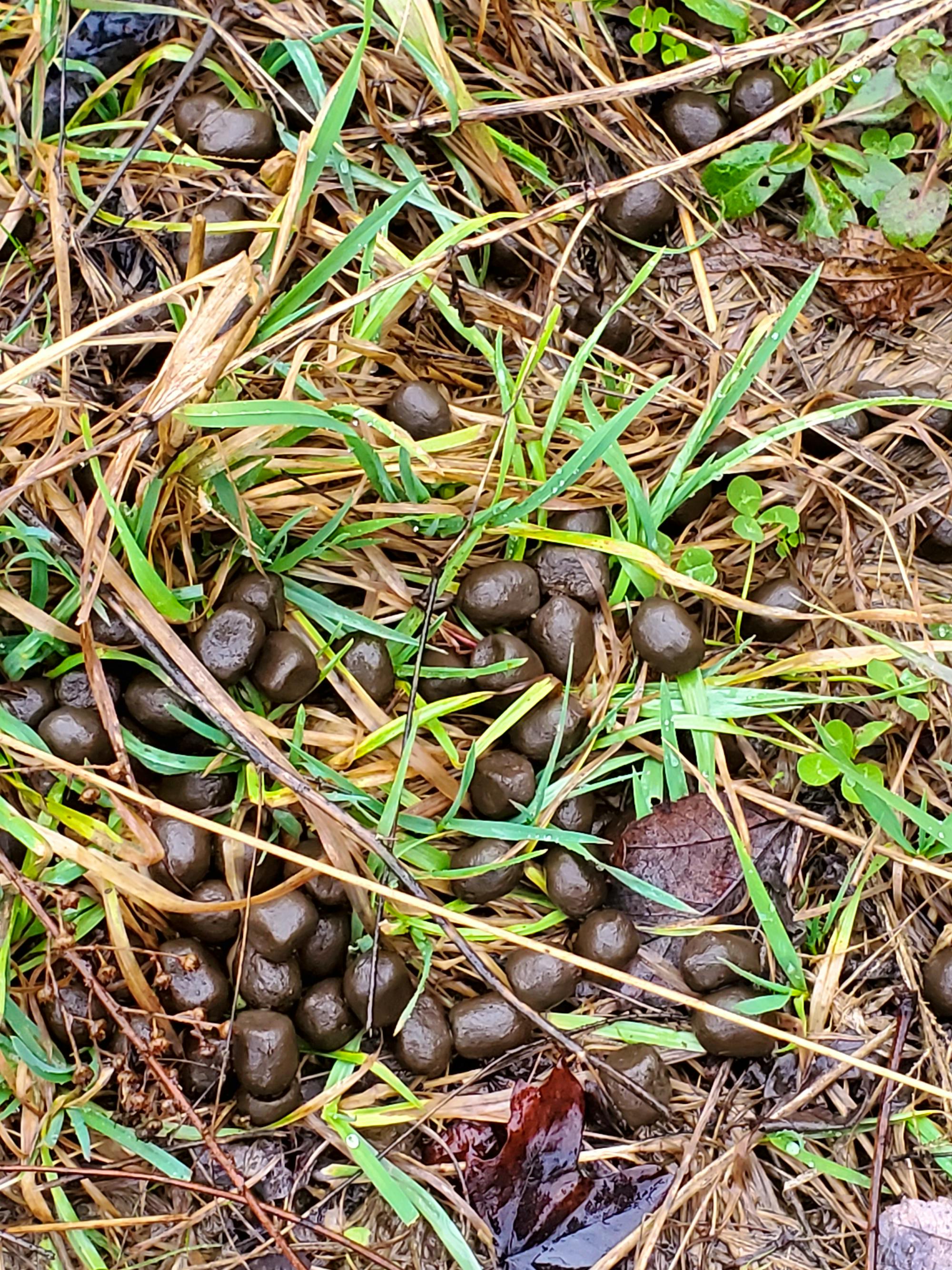  Kopperglo mine site scat observations 