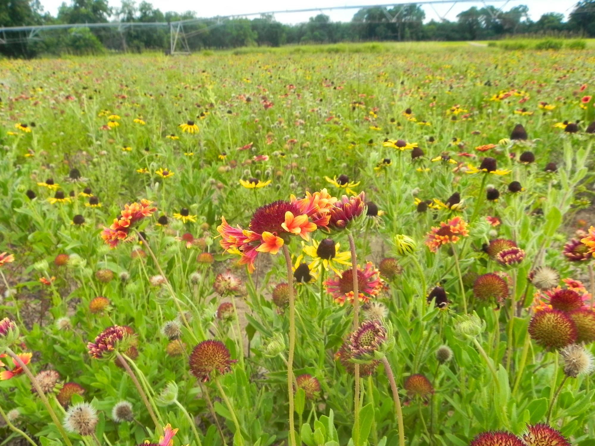 Blanketflower field