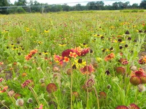 Blanketflower field