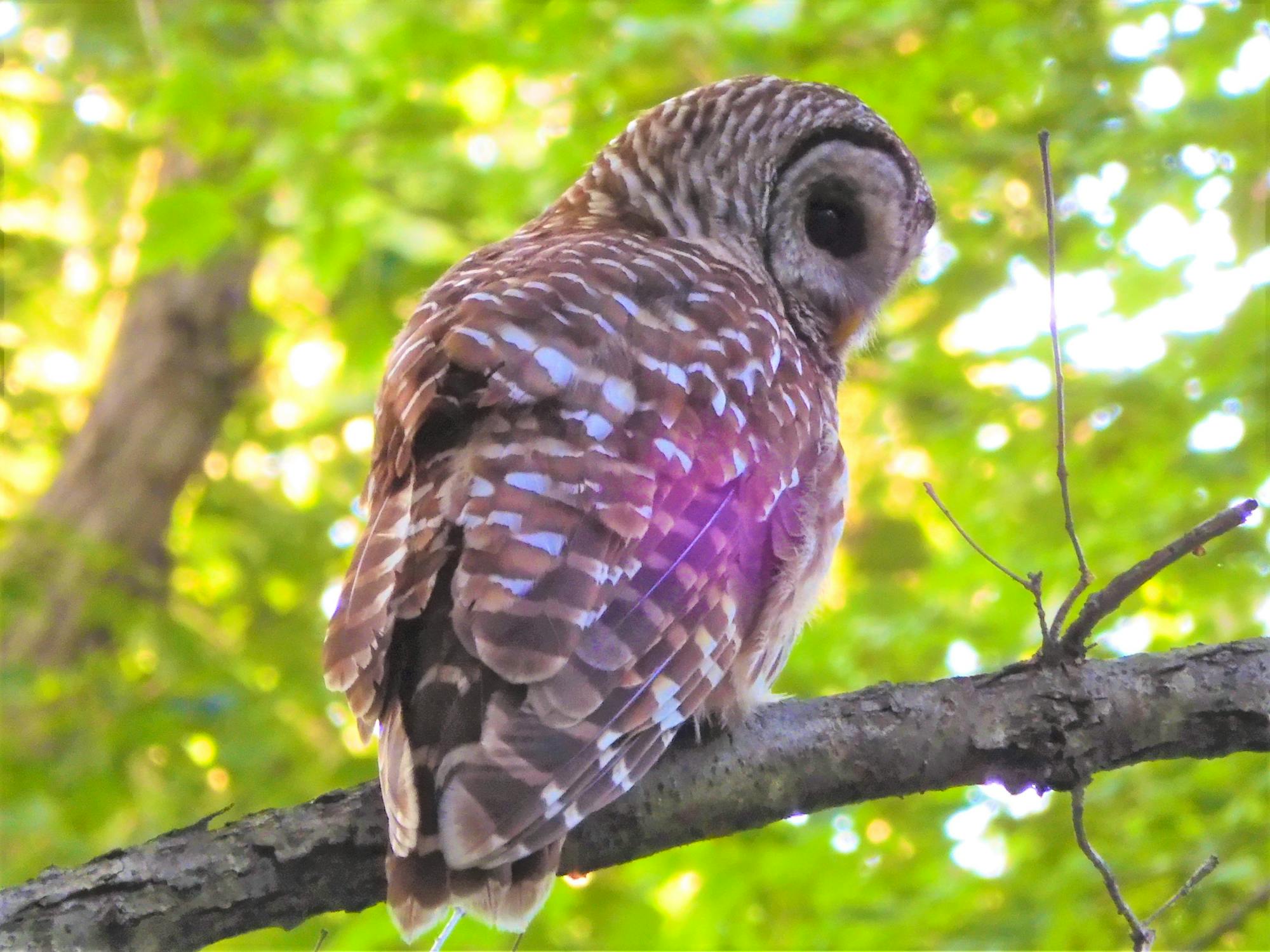 Barred Owl Adult