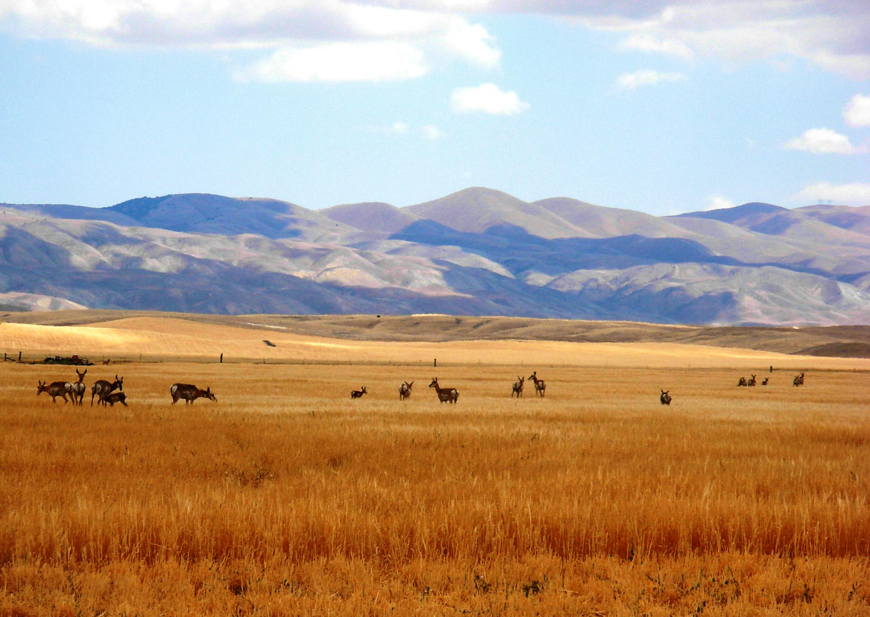 North Carrizo pronghorn