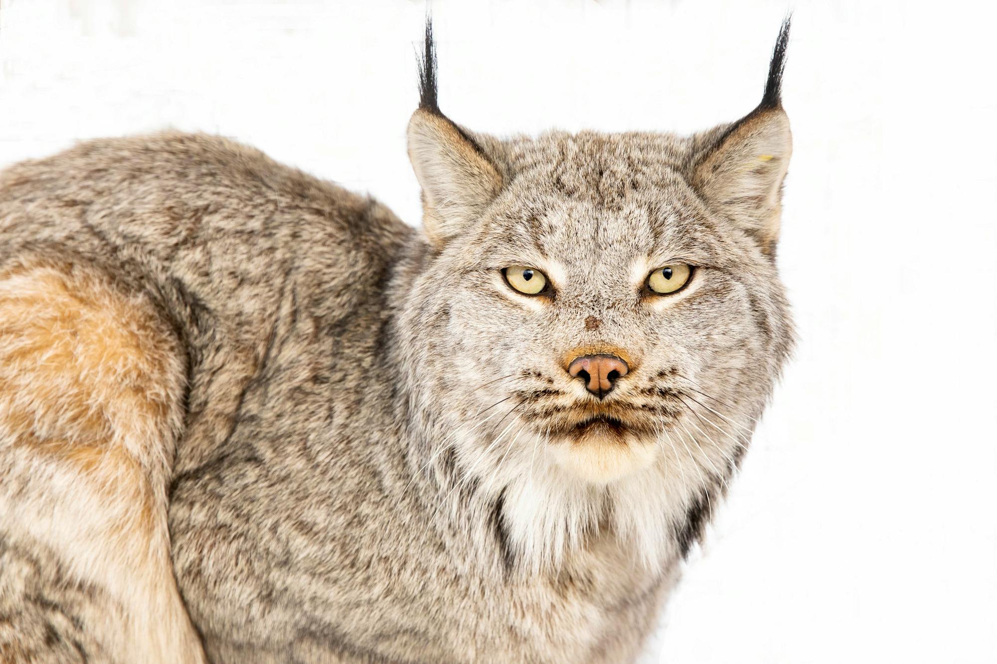 Collared adult male Canada lynx