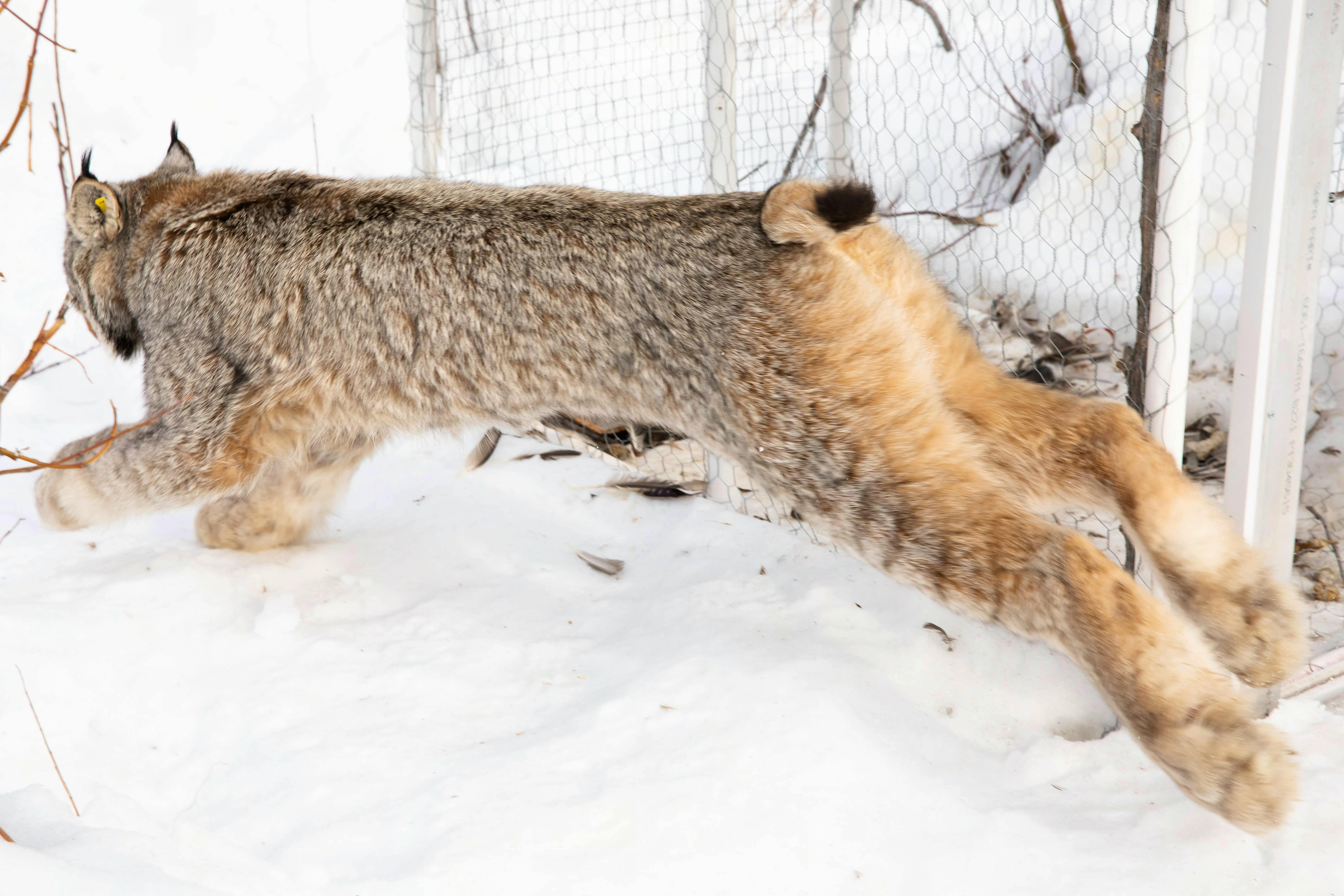 Released Canada lynx stretches into a bound