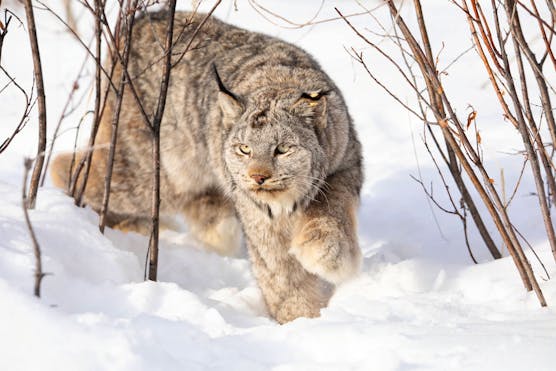 Collared female Canada lynx