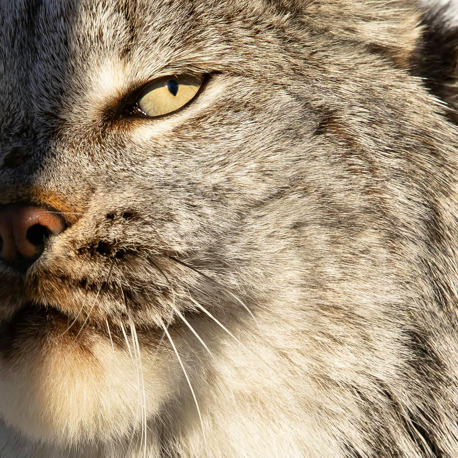 Detail of lynx's eye