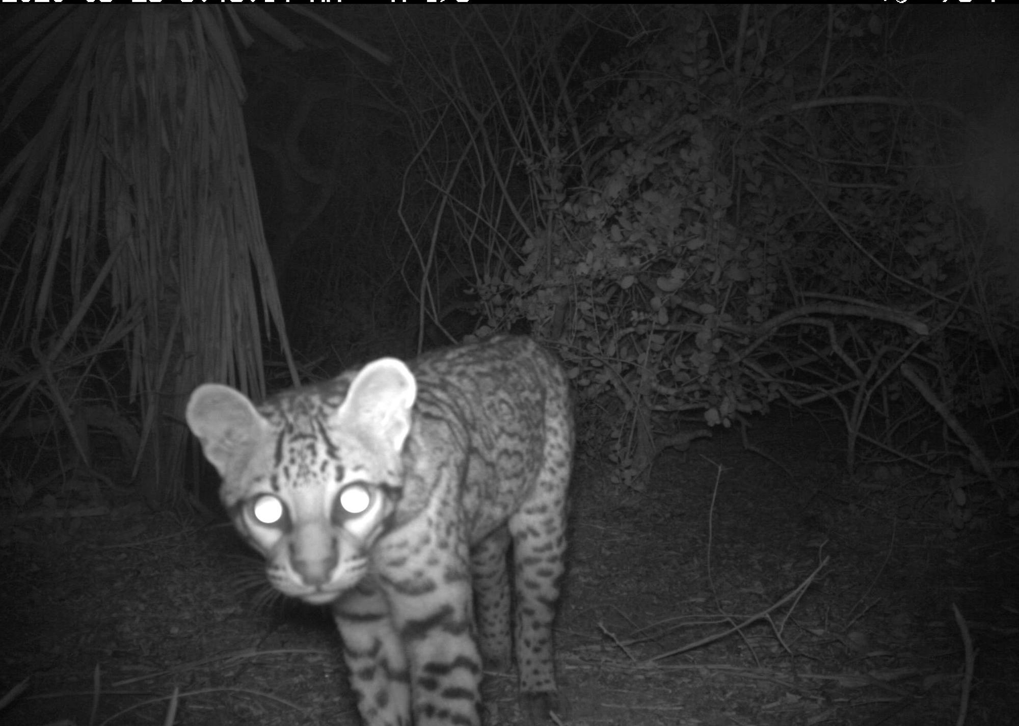 ocelot caught on camera