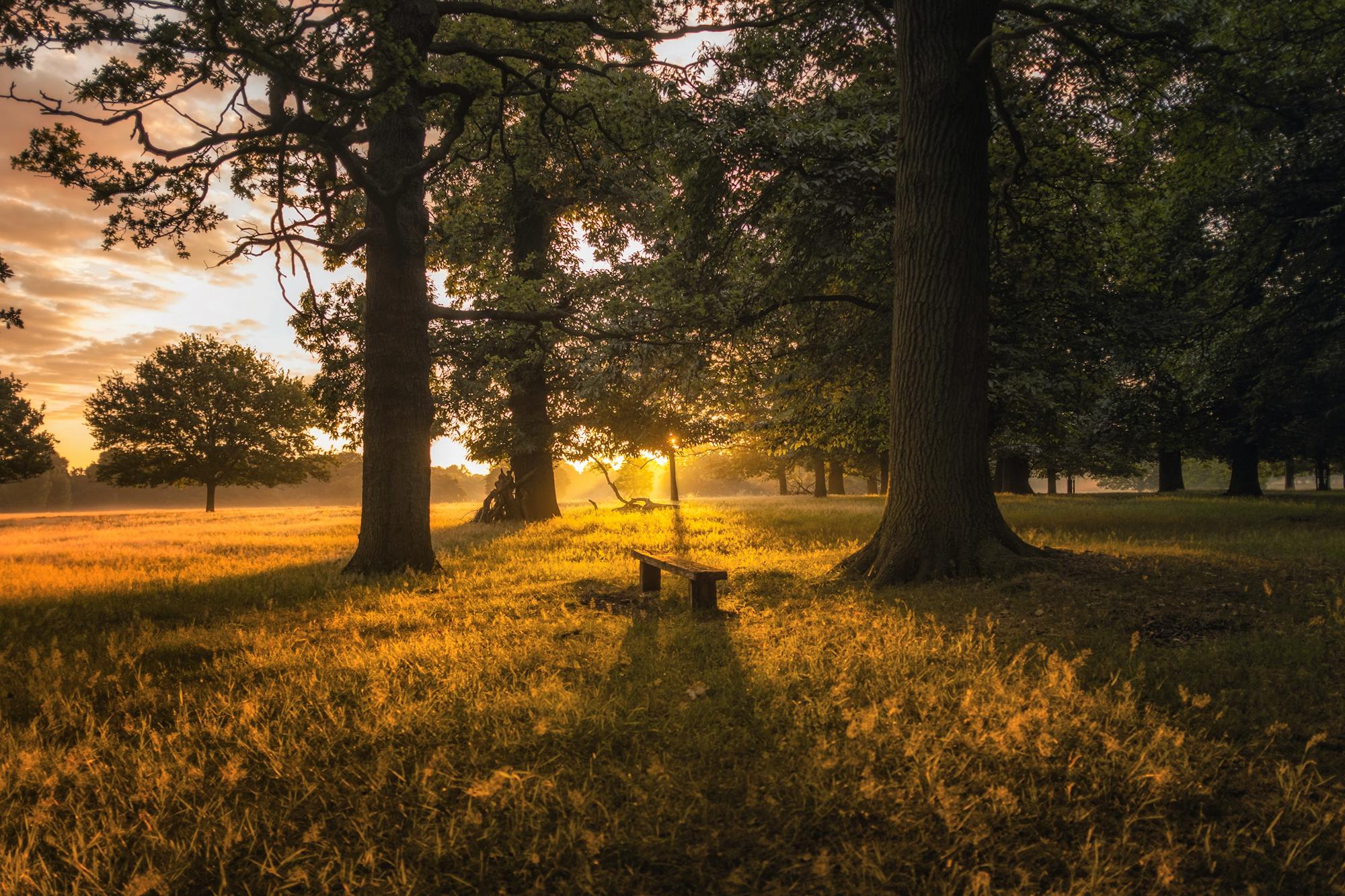 Bench in park