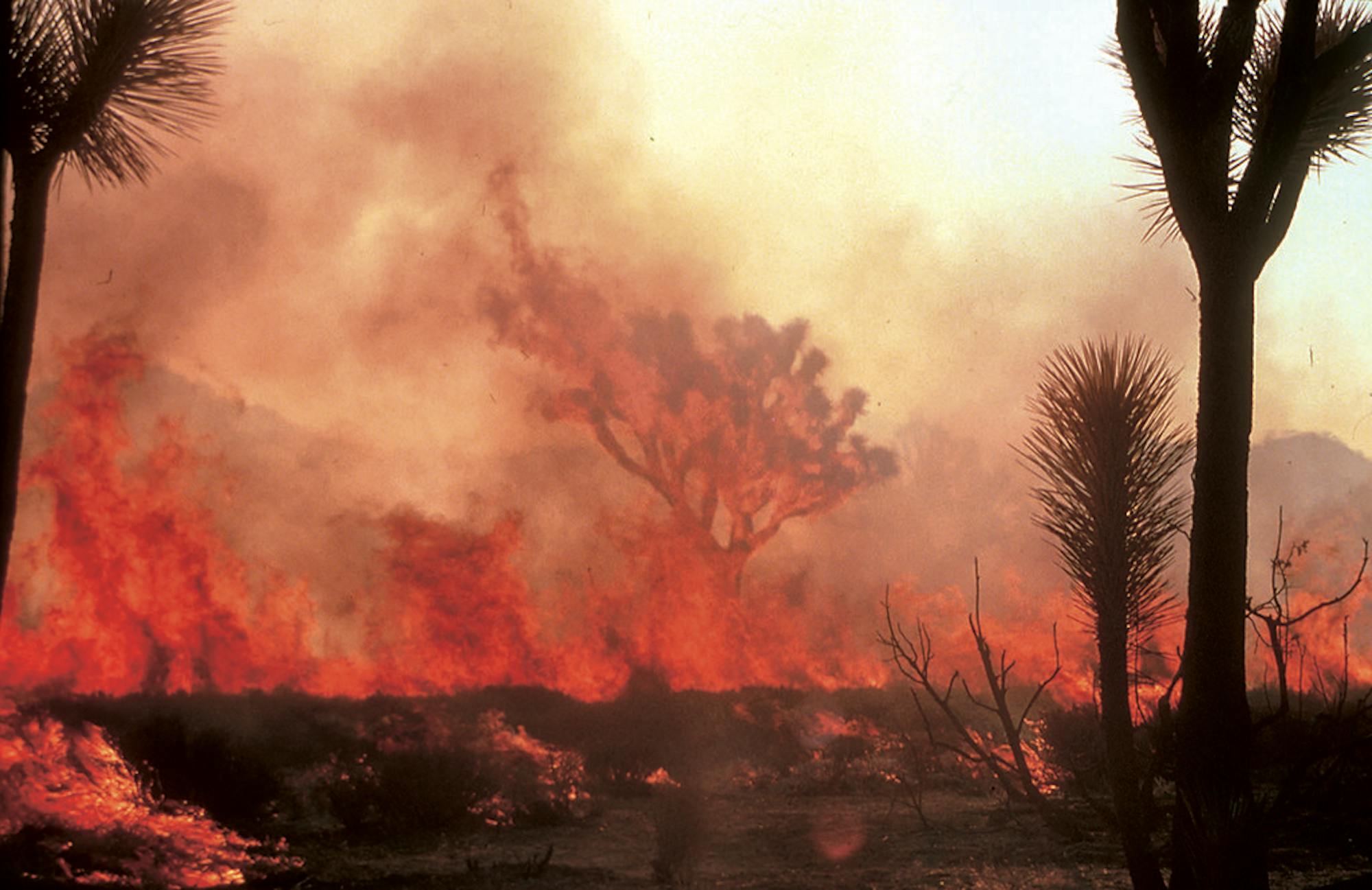 Fire-Adapted: Plants and Animals Rely on Wildfires for Resilient ...