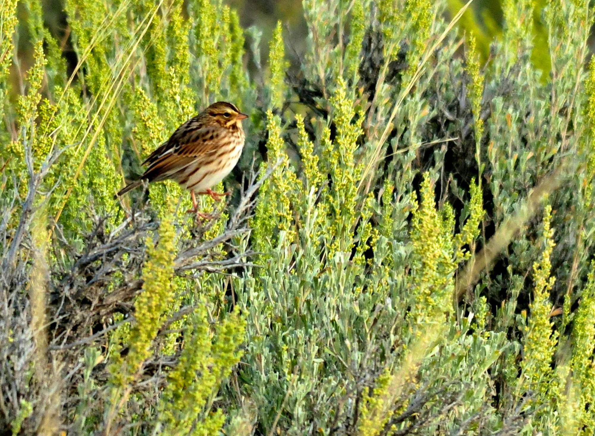 This savannah sparrow was sunning itself on sagebrush on Seedskadee NWR.