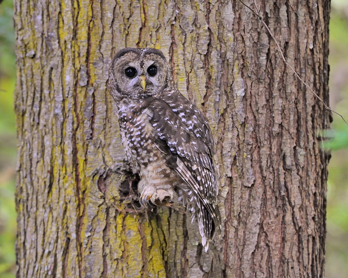 Northern Spotted Owl Perched on a Tree - Green Diamond Forest - Korbel - California