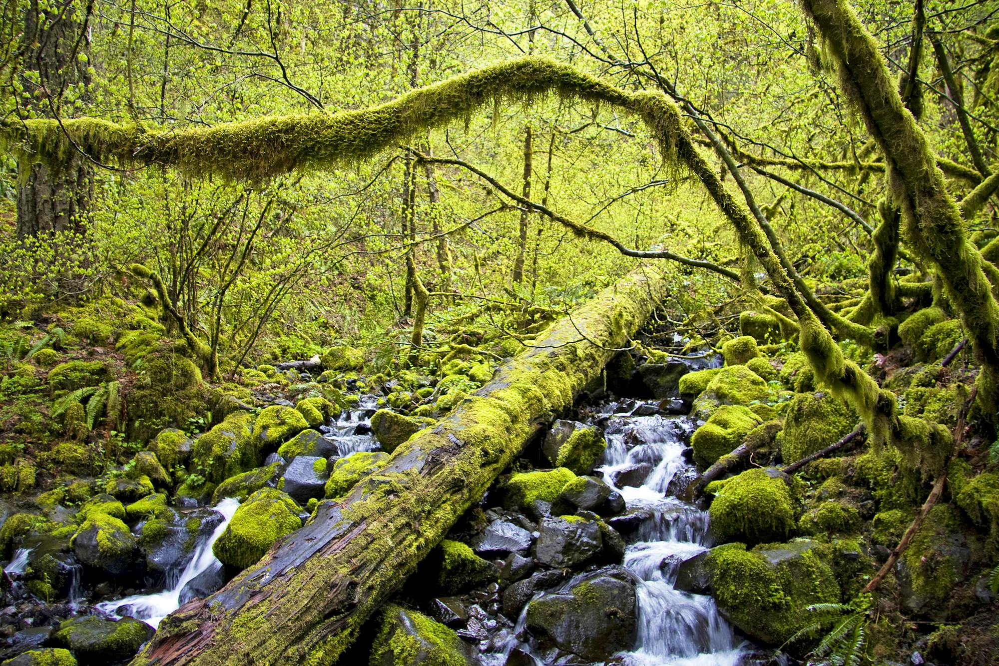 Herman Creek - Hatfield Wilderness - Mount Hood National Forest - Oregon