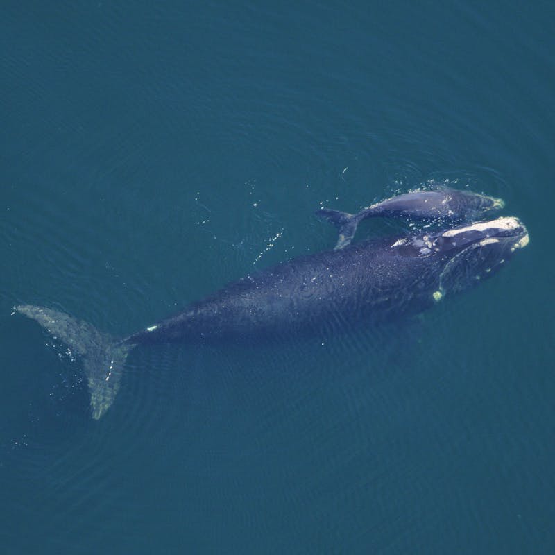 North atlantic right whale and calf