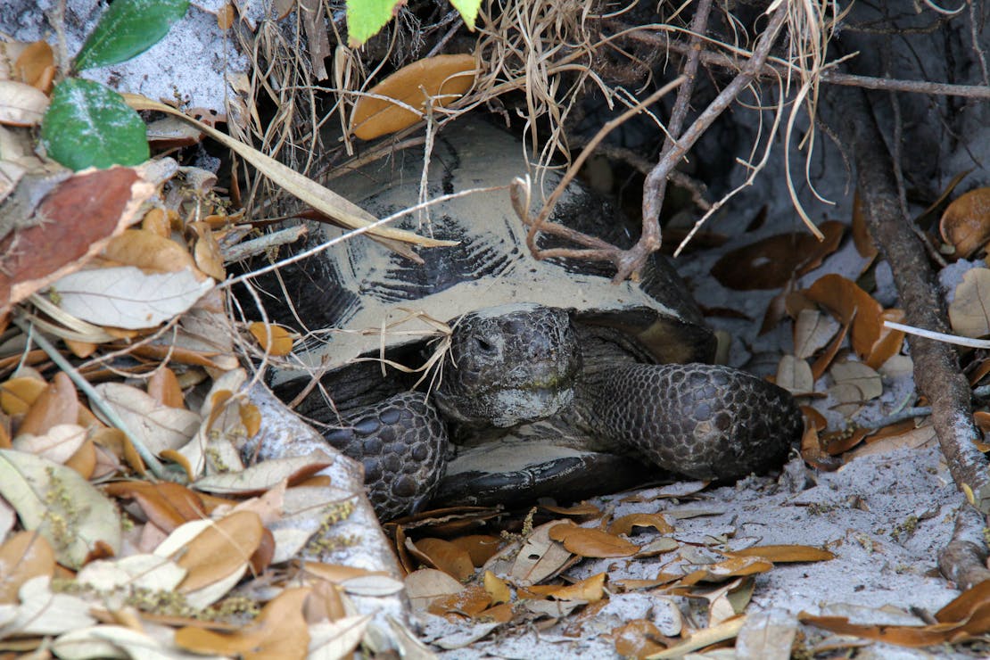 Gopher Tortoise in a Burrow - Cabbage Key - Florida 