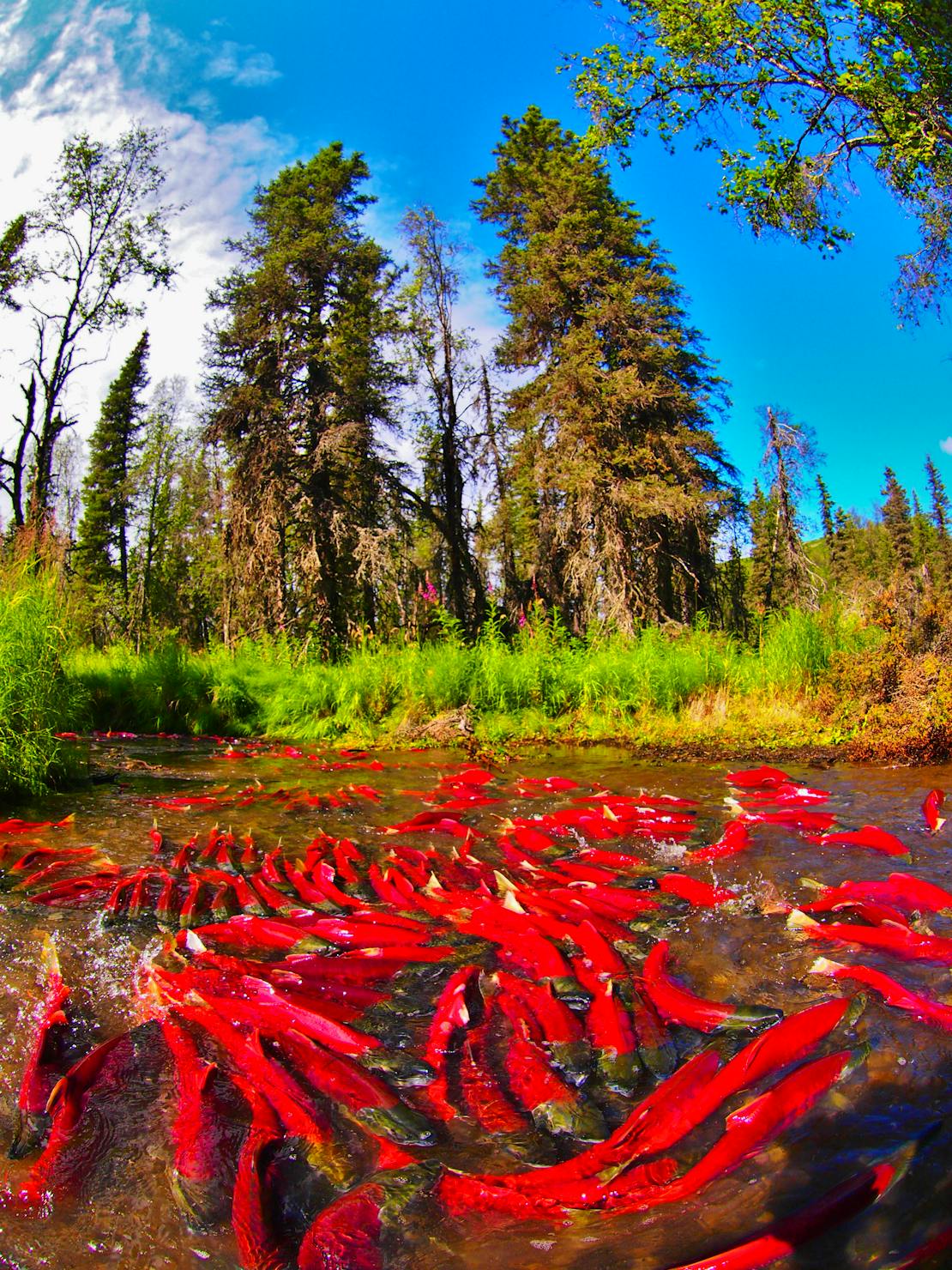 Spawning Sockeye Salmon - Aleknagik - Alaska