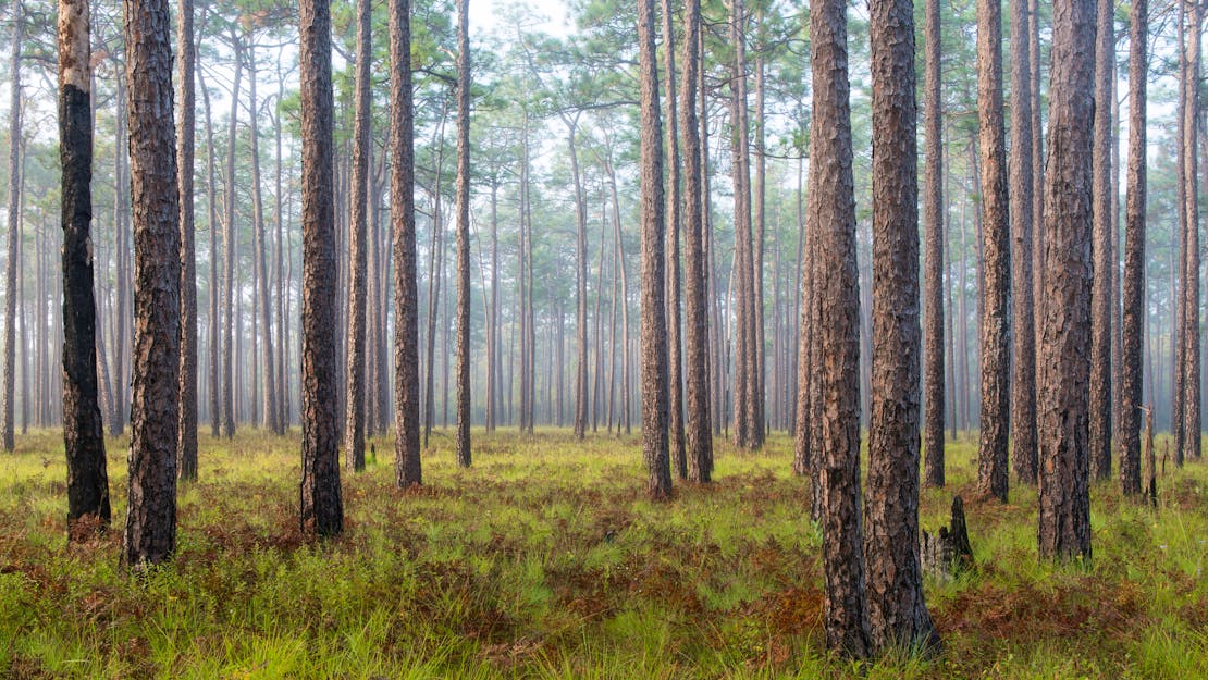 Misty Forest - Green Swamp Preserve - North Carolina