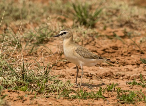 Mountain Plover