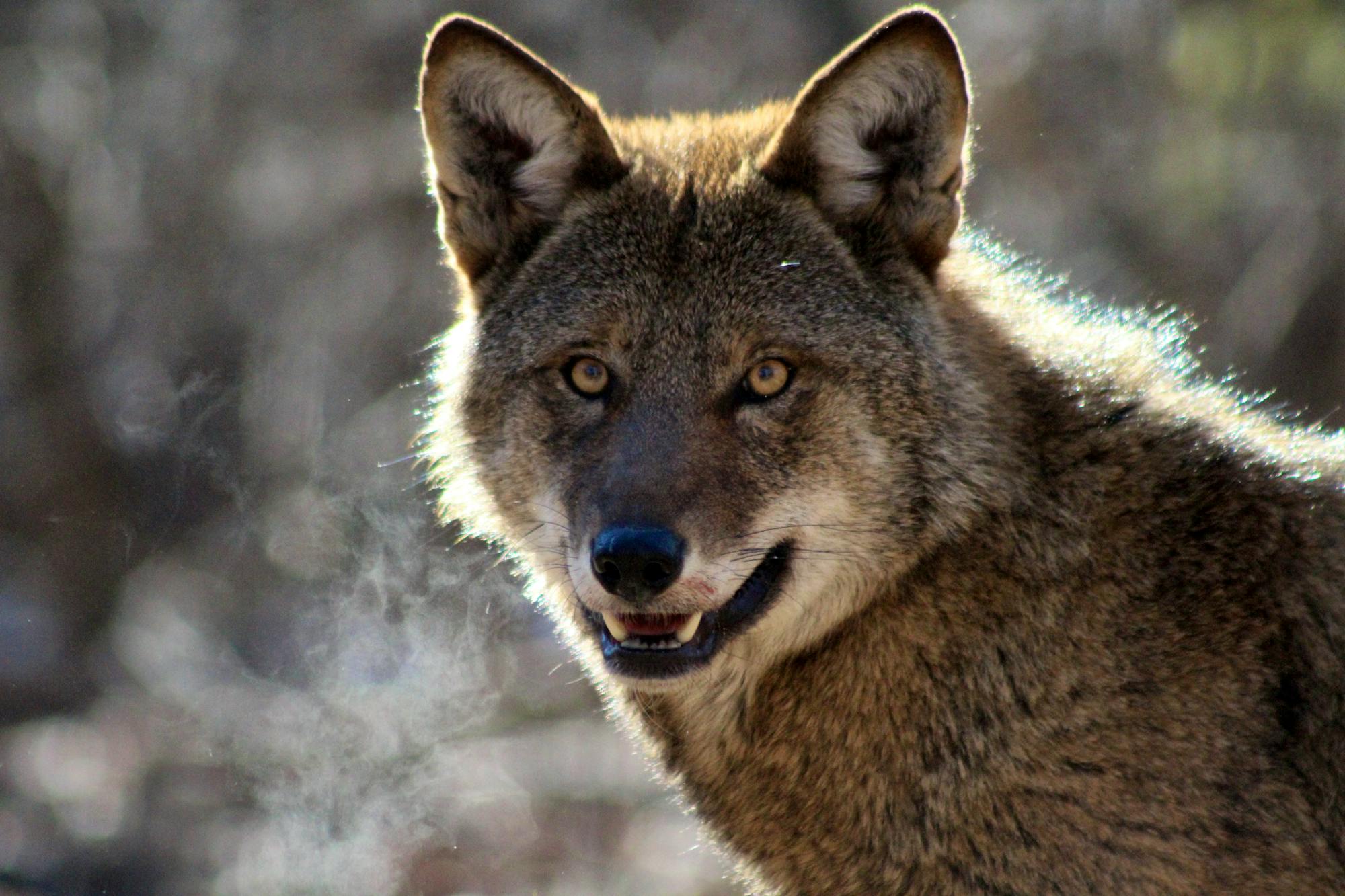 Red wolf staring directly into camera