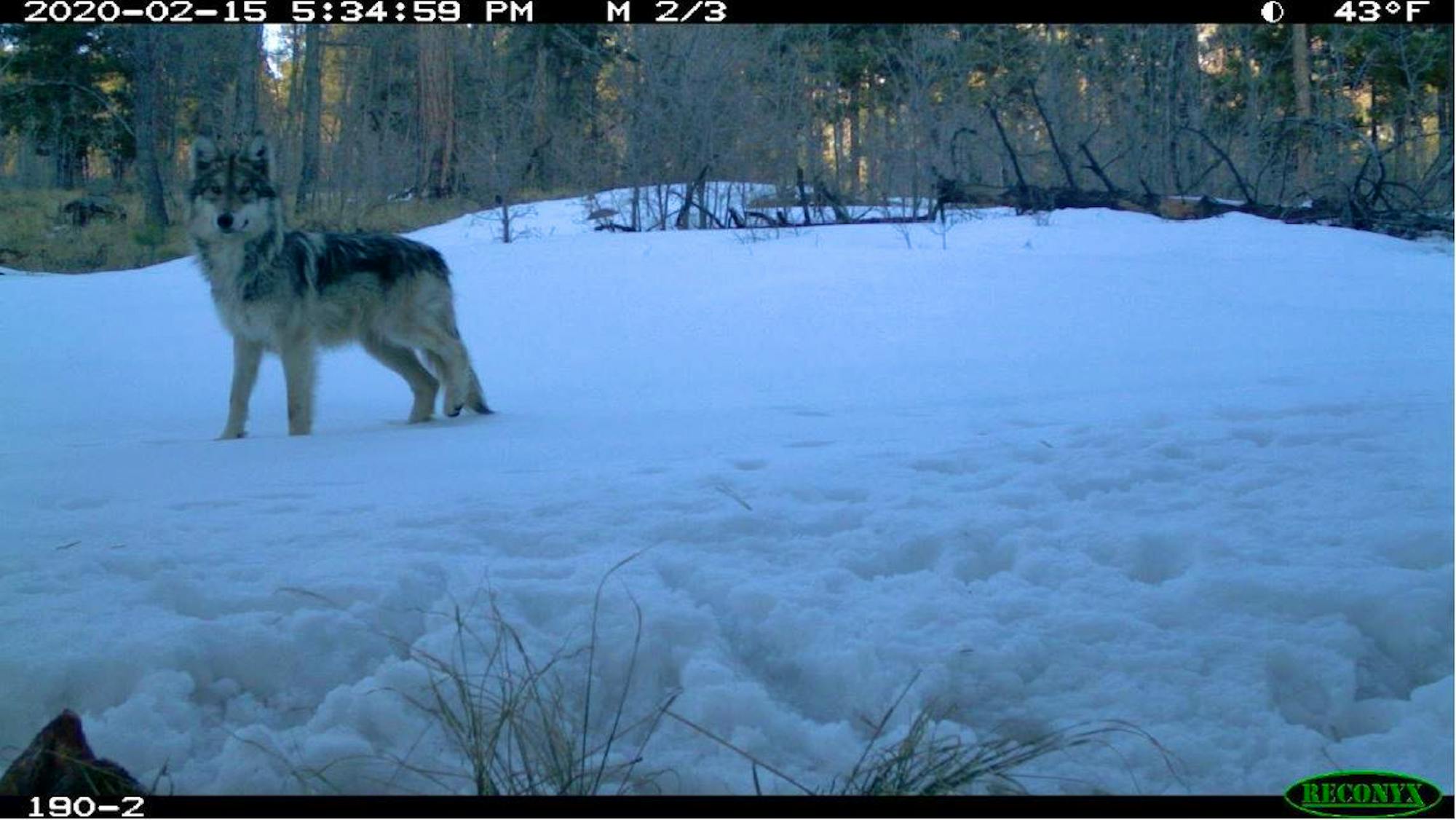 Mexican gray wolf caught on camera trap