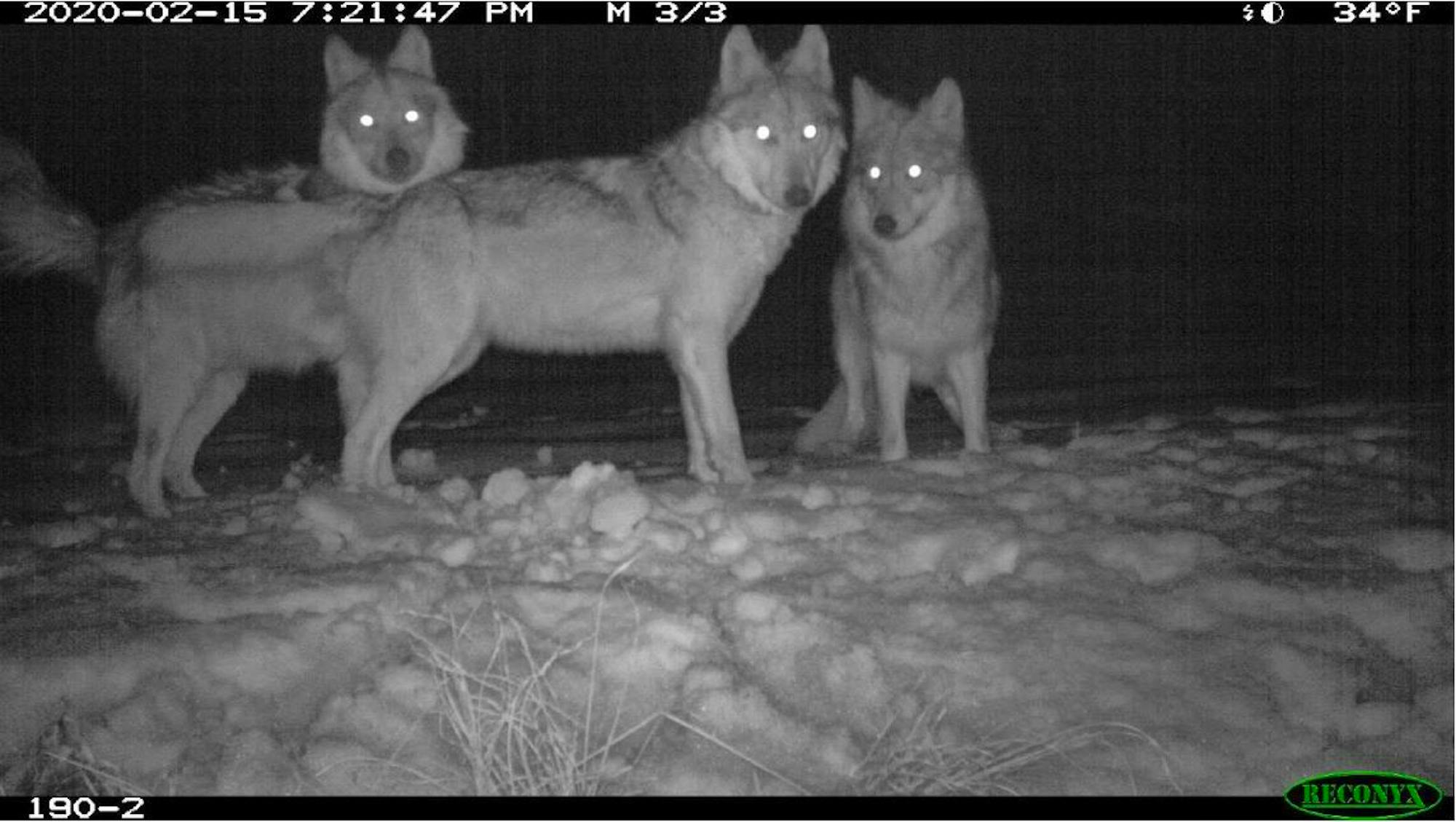 Mexican gray wolf pack caught on camera trap