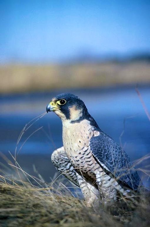 Peregrine falcon with wings outstretched