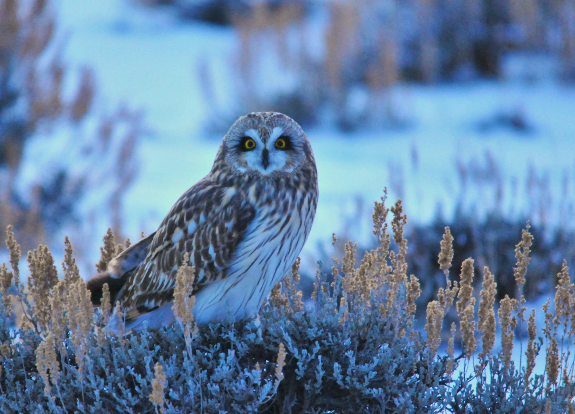 A short-eared owl perched on a Wyoming big sagebrush.