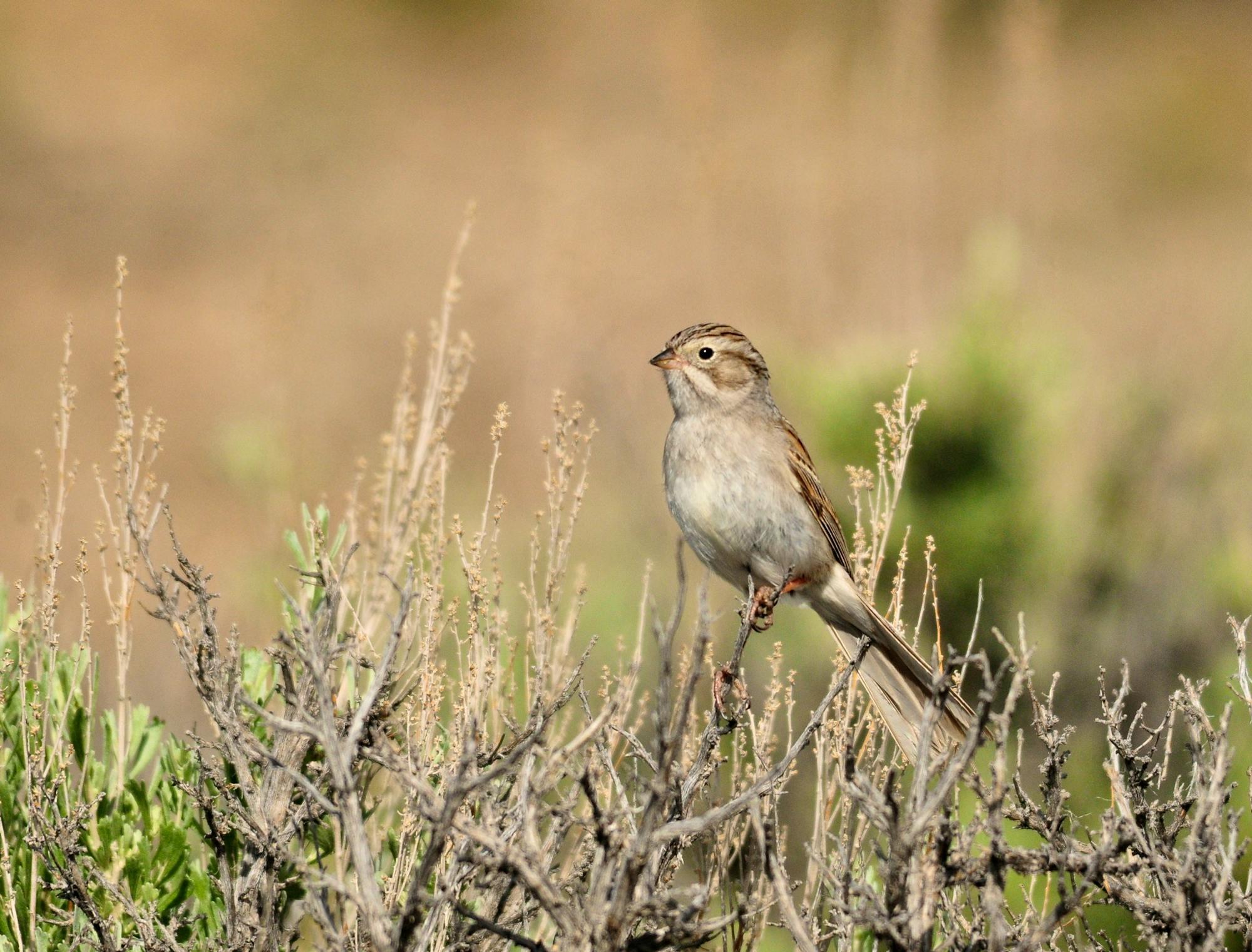 A Brewer's sparrow perched on a Wyoming big sagebrush at Seedskadee NWR. 