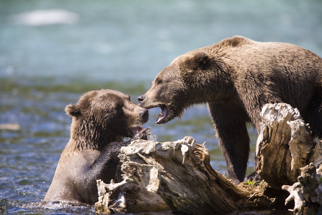 Grizzly Bears at the confluence of the Russian River and Kenai River, Kenai Peninsula, Chugach National Forest, Alaska.