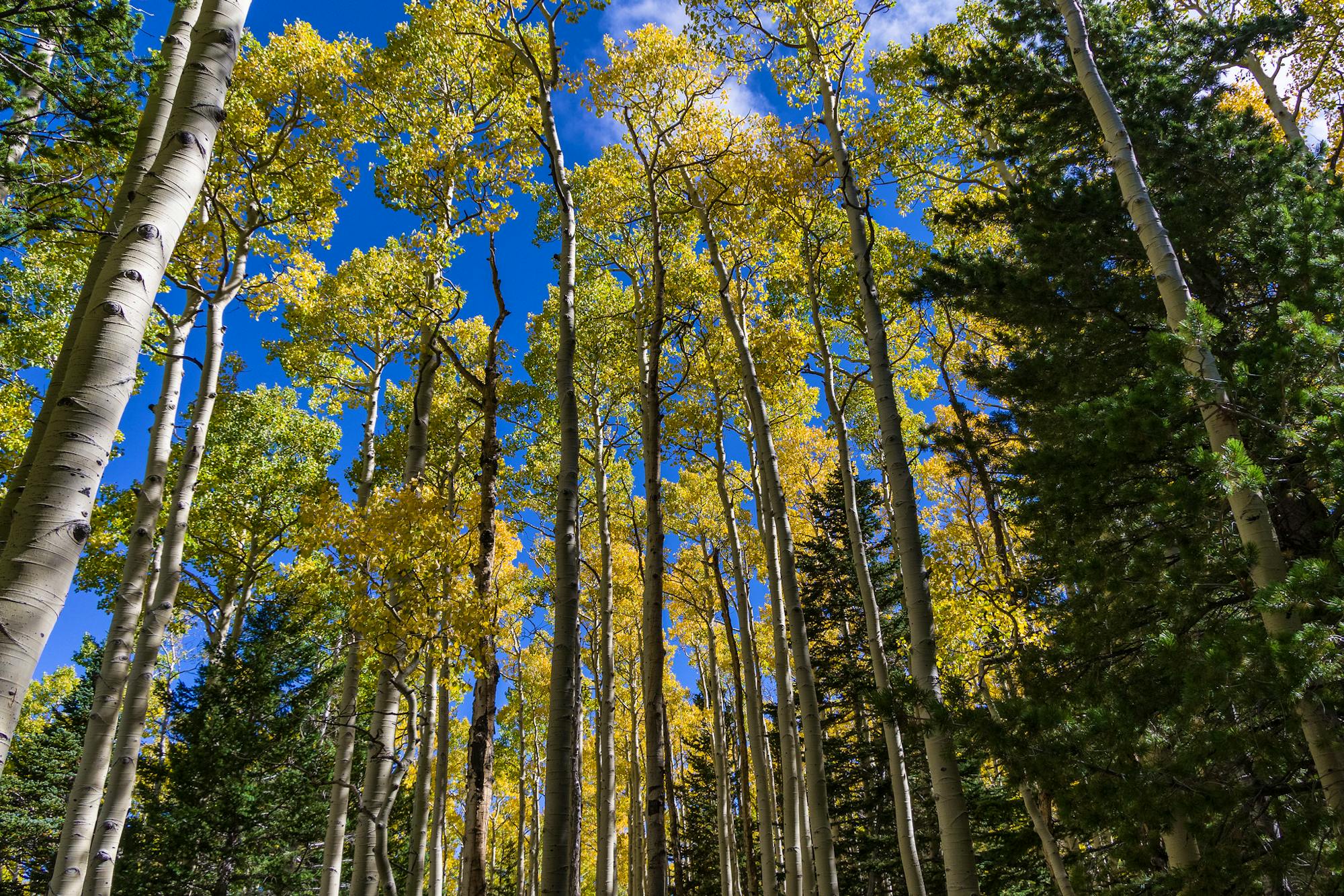 Fall color September 25, 2016 in the upper end of Bear Jaw Canyon, Bear Jaw Trail Coconino National Forest 