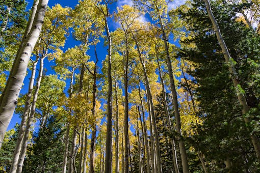 Fall color September 25, 2016 in the upper end of Bear Jaw Canyon, Bear Jaw Trail Coconino National Forest 