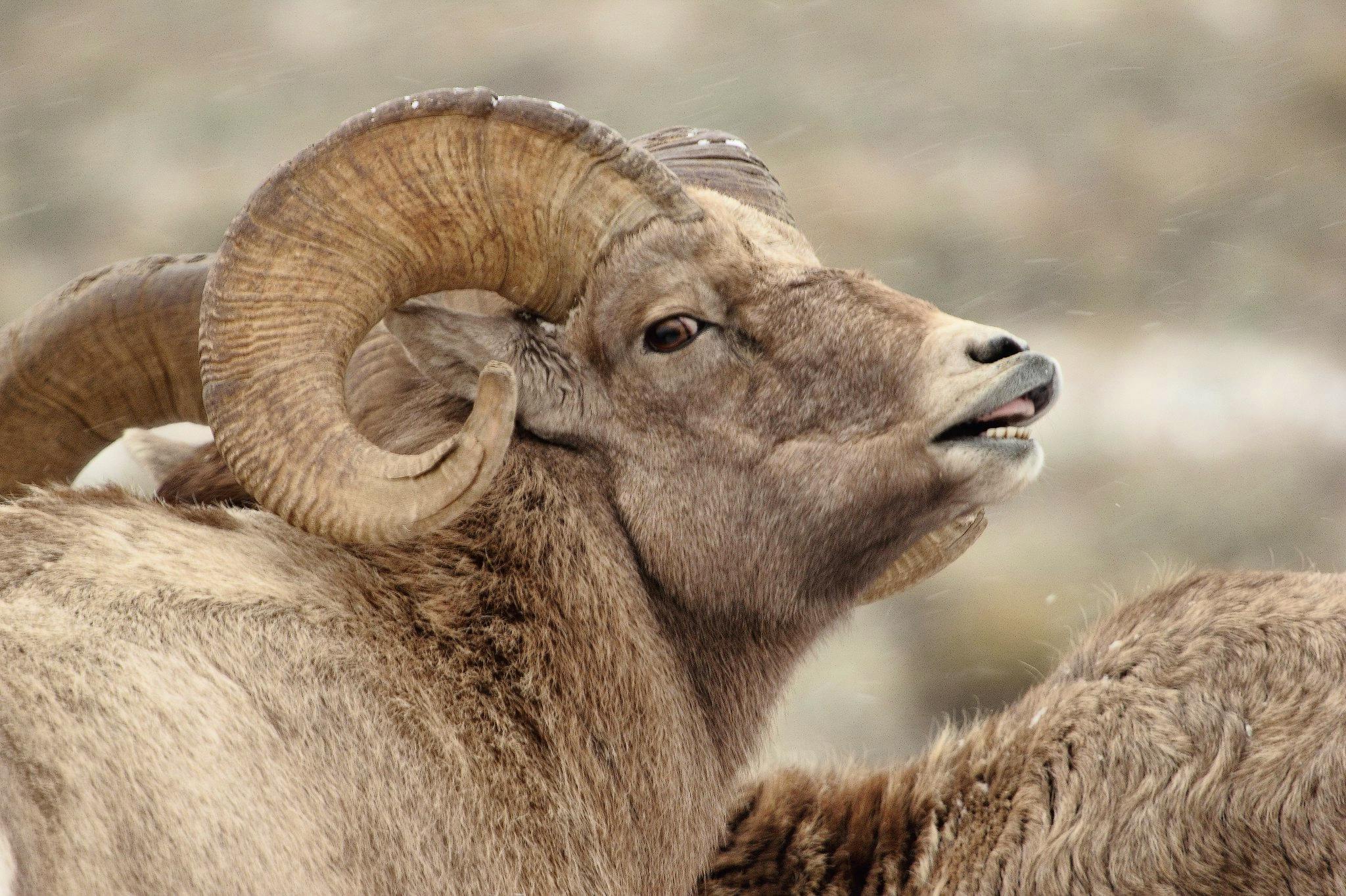 Bighorn Sheep on the Bridger-Teton National Forest