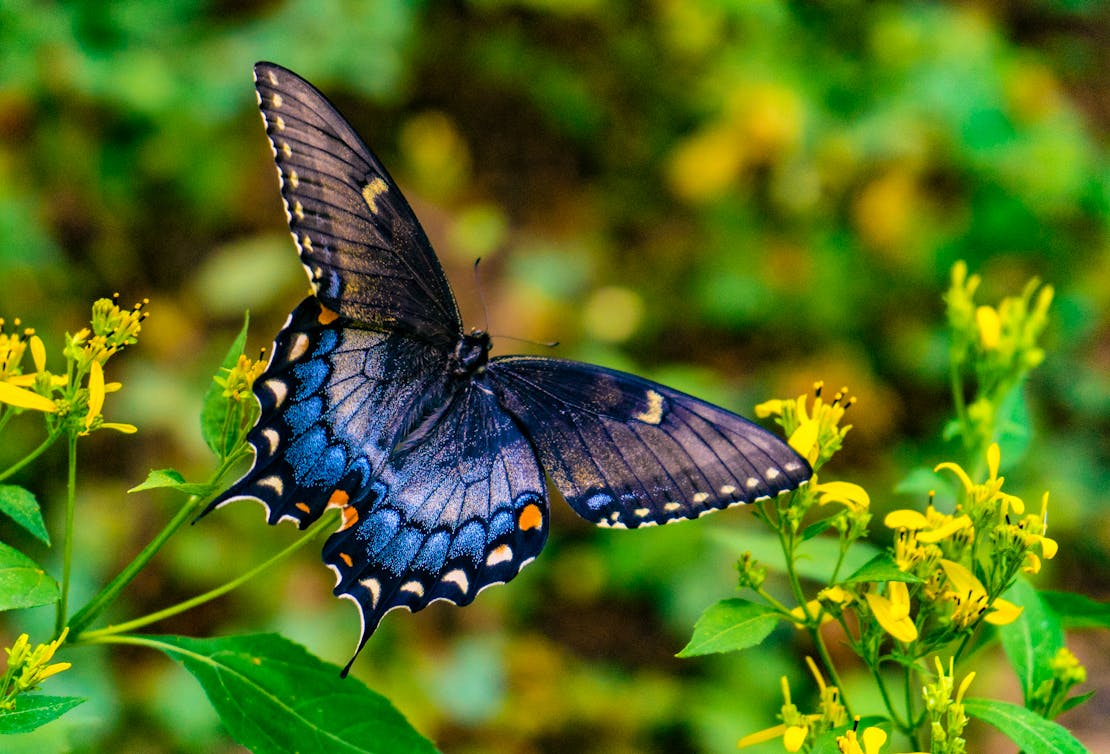 Swallowtail butterfly Fants Grove