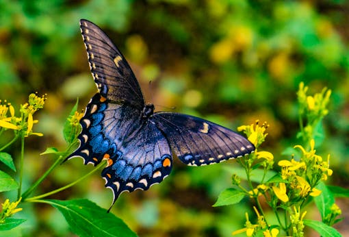 Swallowtail butterfly Fants Grove