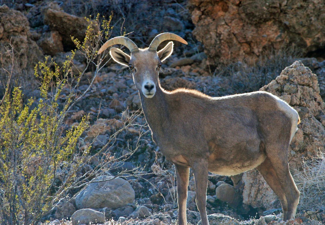 This desert bighorn sheep was found east of Las Vegas near Lake Mead in Nevada.